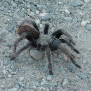 Tarantulas Out This Summer