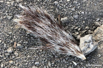 Evidence of Wildlife