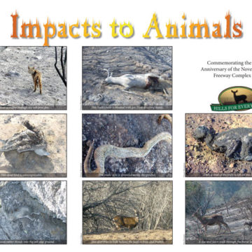 Impacts to Animals