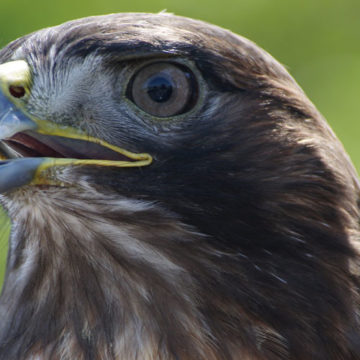 Video of Hawk Calling in Local Park