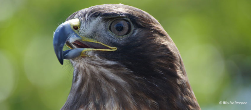 Video of Hawk Calling in Local Park