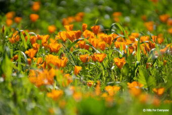 The Bloom & Photo Boom