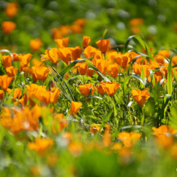 Wildfire and Rains Bring Blooms