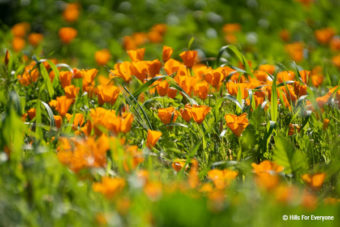 Wildflower Updates