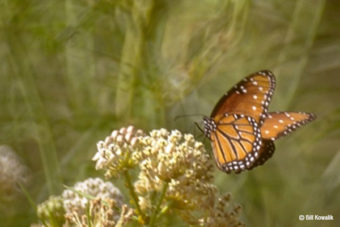 Monarch Migration
