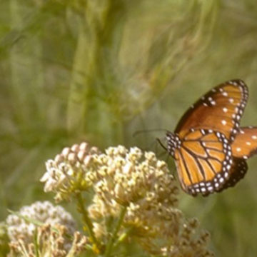 Monarch Butterflies Need Help Today!