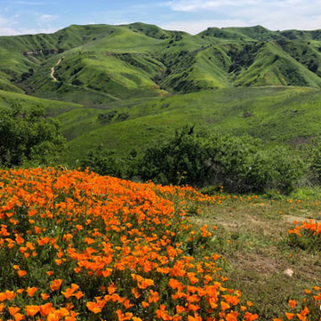 Bane Ridge Poppies