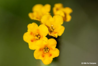 Fiddlenecks In Bloom