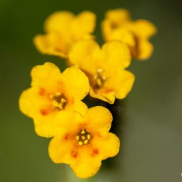 Fiddlenecks In Bloom