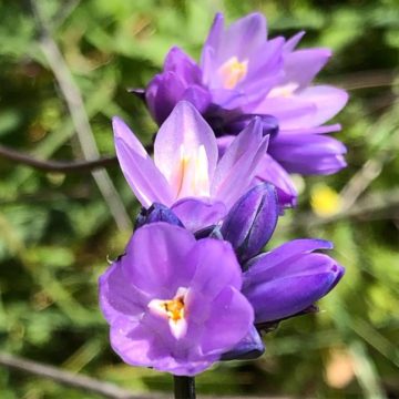 Purple Flowers Everywhere