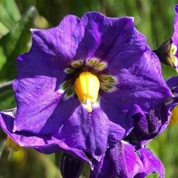Purple Nightshade in Bloom