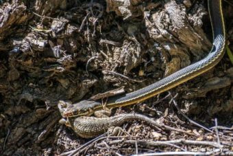 The Lizard is Lunch