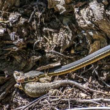 The Lizard is Lunch