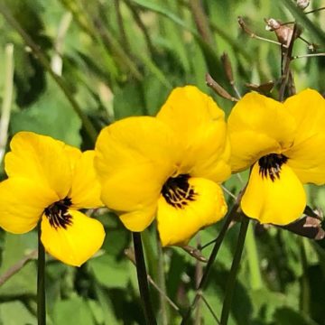 Yellow Hillsides