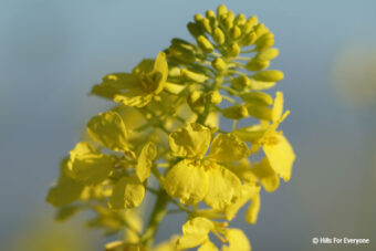 Black Mustard