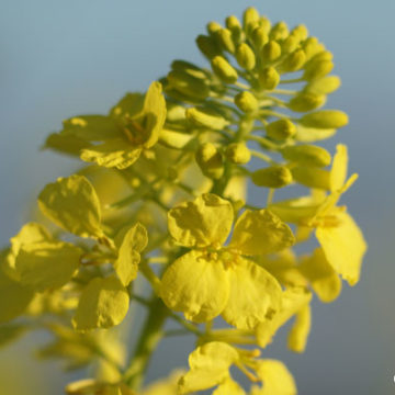 Black Mustard