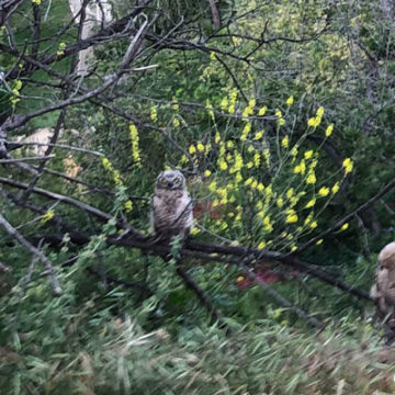 Halloween Decorations Impact Wildlife