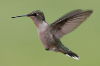 World Migratory Bird Day
