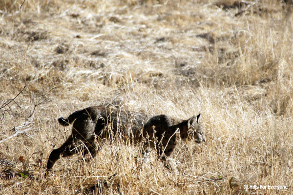 Bobcats in the Hills