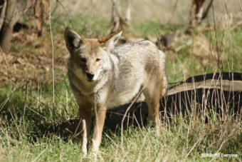 Coyote & Badger Make Friends