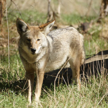 Cougar & Coyotes Stand Off