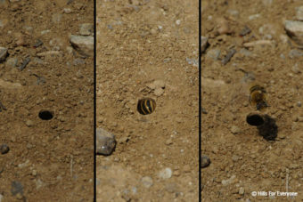 Ground Dwelling Native Bees