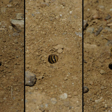 Ground Dwelling Native Bees