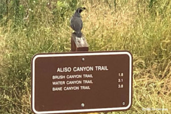 California Quail Stands Guard