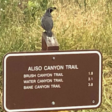 California Quail Stands Guard