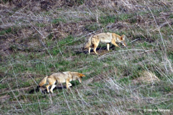Facts on Coyotes