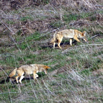 Coyotes in Chino Hills State Park