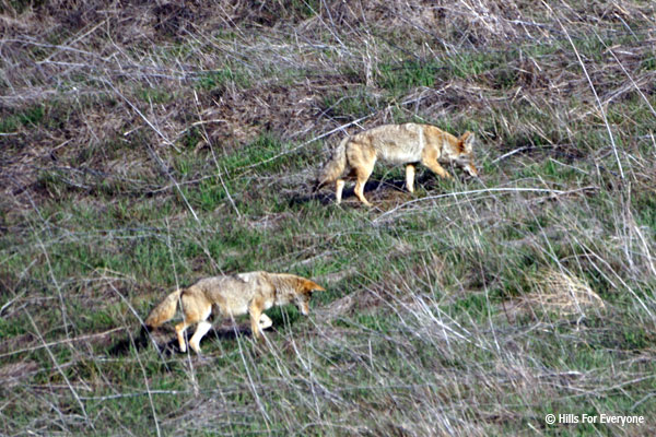 Coyotes in Chino Hills State Park
