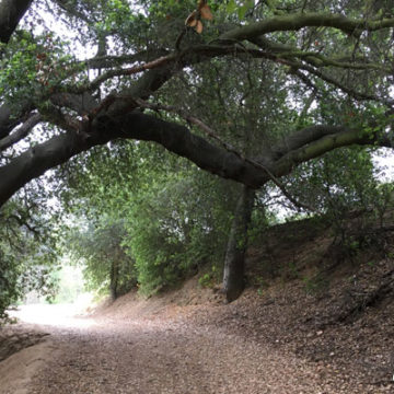 Coast Live Oaks