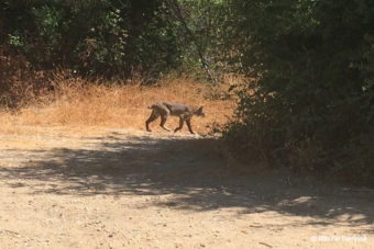 Bobcat Makes Huge Leap Over Water