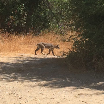 Bobcat Makes Huge Leap Over Water