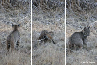 Bobcats in the Hills