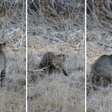 Bobcats in the Hills