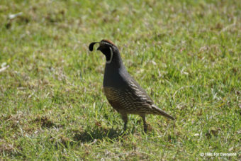 Inaugural Black Birders Week