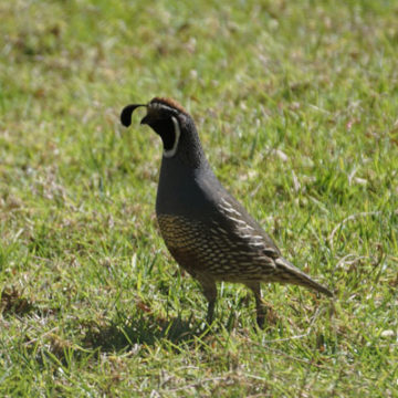 Quail — the State Bird