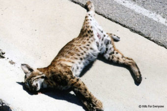Pandemic Reduces Wildlife Collisions