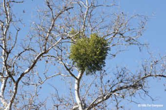 Leave the Mistletoe Behind