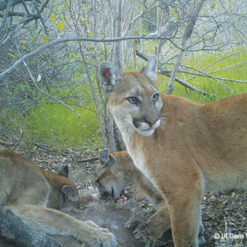 Three Cougar Cubs in Santa Monica Mountains