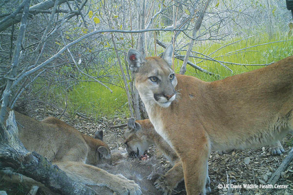 Three Cougar Cubs in Santa Monica Mountains