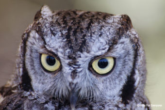 How to Draw an Owl