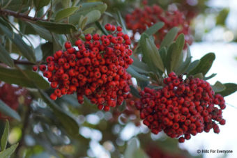 Holly Berry