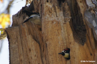 Acorn Woodpeckers