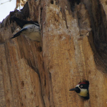 Acorn Woodpeckers