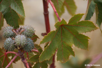 Castor Bean
