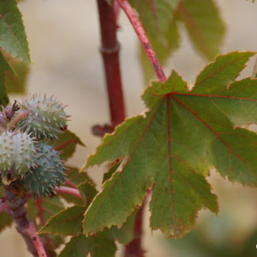 Castor Bean