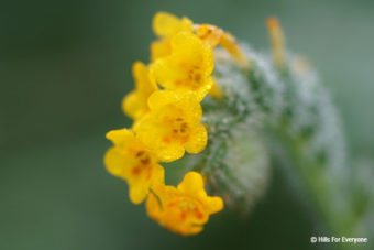 Fiddlenecks Delight